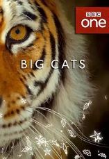 大猫第一季