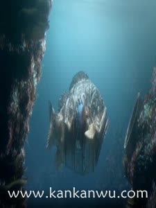 被污染的水下世界