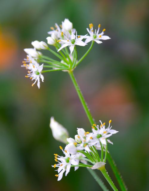 韭菜花开