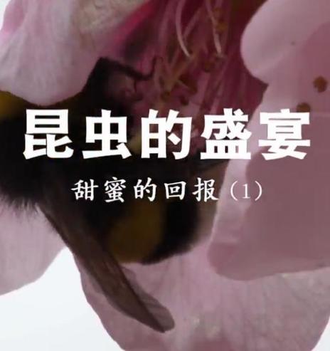 昆虫的盛宴》